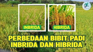 PERBEDAAN BIBIT PADI INBRIDA DAN HIBRIDA