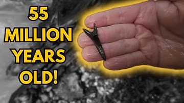 Solo Fossil Hunt Through Ancient New Jersey Waters (Eocene–Miocene Adventure!)