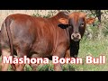 Mashona Boran Bull... Gettin The Rocket Out!