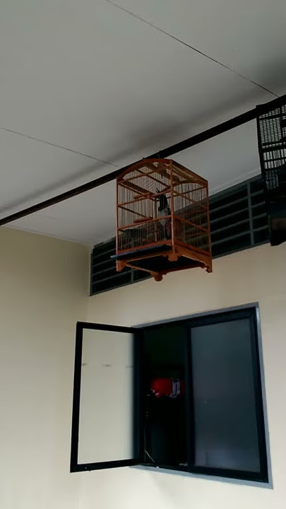 Jagal papua paskhas 468 gacor mantap asli biak