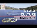 Marine Aquaculture in Indonesia | A Cage Culture Documentary