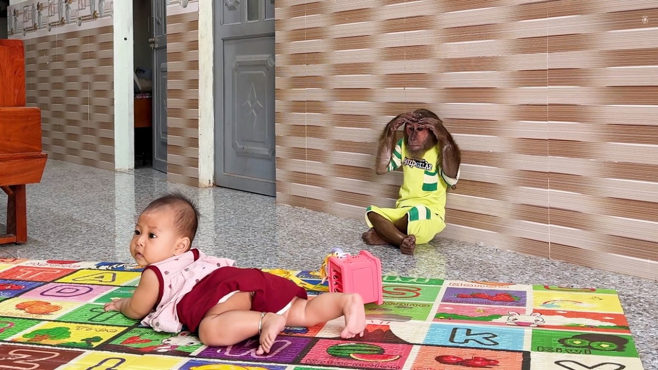 Monkey confused while taking care of Baby