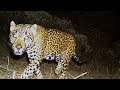 Northern Jaguar Reserve