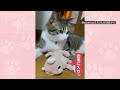 「ぬいぐるみを置くニャン」ベスポジは…飼い主さんの足の上！　足に置きたいワケは？【羽鳥慎一モーニングショー】(2026年7月16日)