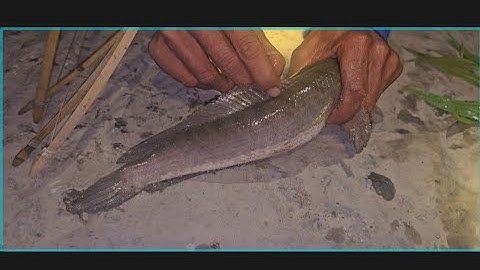 Cắm câu cánh đồng trường thọ cá lóc nấu canh chua cá trê trắng muối sả ớt chiên |Hùng Làng Quê