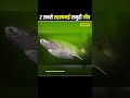 🤯 दुनिया के 2 सबसे रहस्यमय समुद्री जीव 🦑 Most Mysterious Sea Creatures 🐙 #shorts