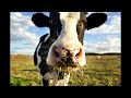 Как мычит корова