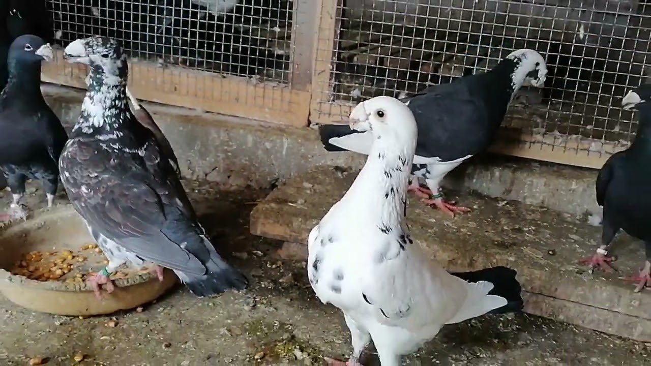 porumbei voiajori germani, ianuarie 2023