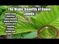 Guava leaves health benefits  guava benefits  benepisyo ng dahon ng bayabas  homefoodgarden