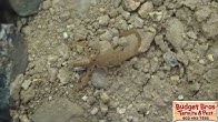 Budget Brothers Termite Pest You Budget Brothers Termite Pest You