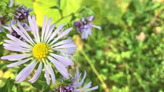 The Tree Dream: Available Now