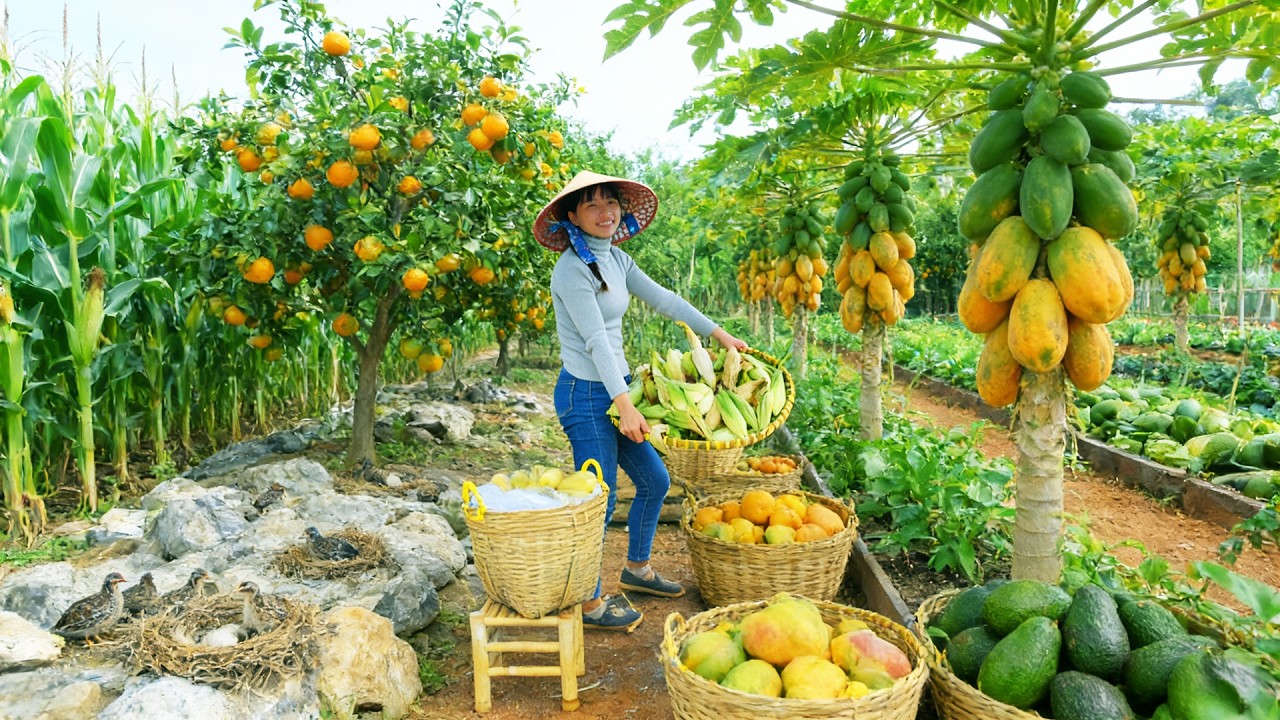 Harvest, Sell, And Cook With: Corn, Quail Eggs, King Orange, Papaya, Avocado - Girl Solo Farming