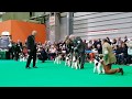 Crufts 2019, Wire Fox Terrier - Open Dogs (cut + placements)