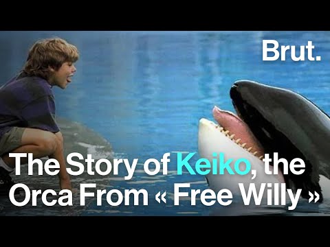 Video: Adakah tilikum dalam free willy?