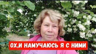 #799ОХ,И НАМУЧАЮСЬ Я С НИМИ/СОБИРАЕМ УЖЕ СВОИ ОВОЩИ/ПОСПЕВАЕТ ЧЕРЕШНЯ/КАБАЧКОВЫЕ ОЛАДЬИ