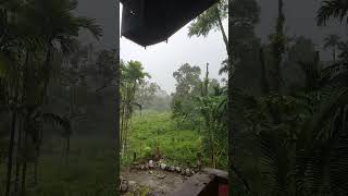 the rainy atmosphere in the garden calms the mind