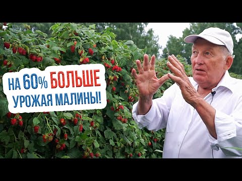 Как повысить урожайность малины? Двухцикличная технология выращивания малины Анатолия Сидоровича