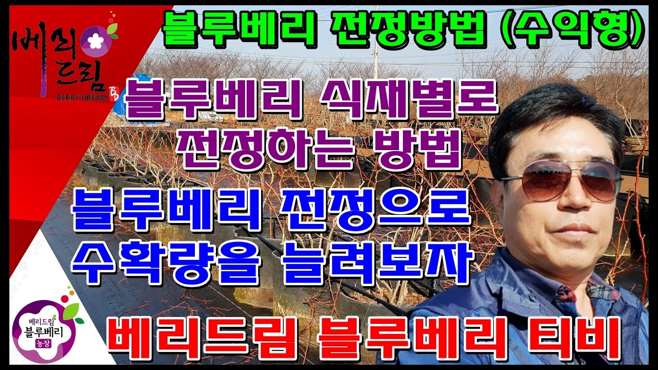 수확량을 올리는 전정방법,상황별 전정방법,블루베리전정,블루베리,블루베리농장,귀농귀촌,주말농부,텃밭재배,전원생활,가정원예,옥상조경,시골,농업