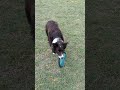 Oscar frisbee day