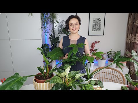 Video: Philodendron: Evde çiçek Bakımının Tüm Nüansları + Fotoğraflar Ve Videolar