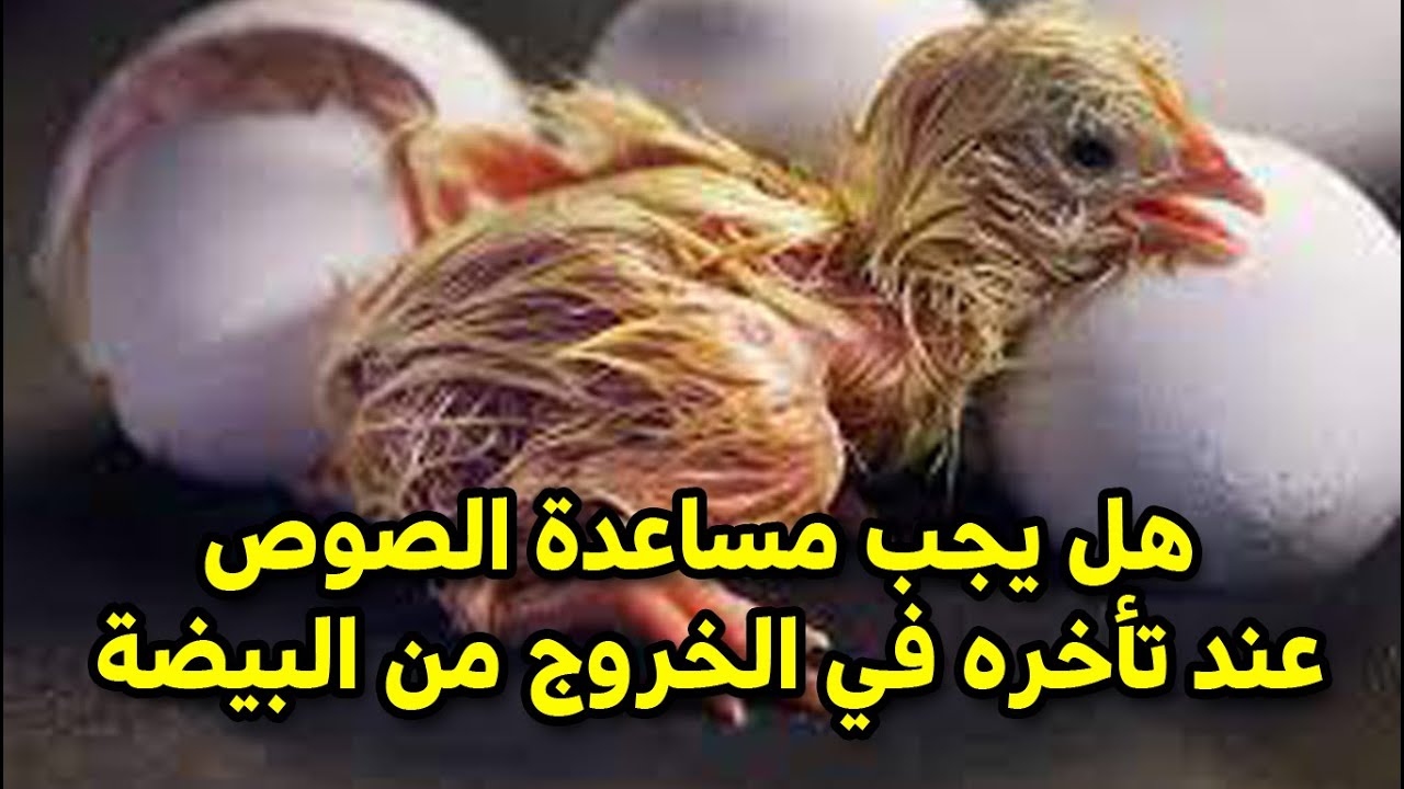 لو الكتكوت نقر البيضة وتأخر في الخروج هل يجب مساعدة الصوص لإخراجه من البيضة ولا غلط  #طيور_فوق_السطح