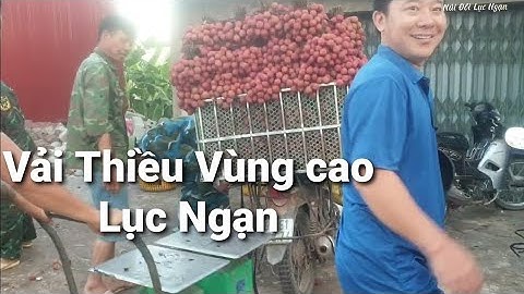 Giá Vải Thiều Cuối Vụ Tại Vùng Cao Lục Ngạn l Núi Đồi Lục Ngạn