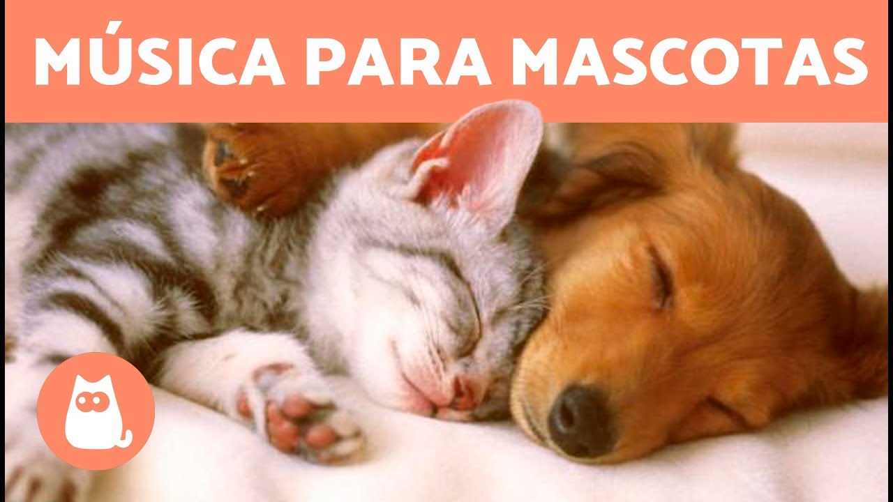 Juegos para relajar a tu perro - La Curiosidad Salvó Al Gato