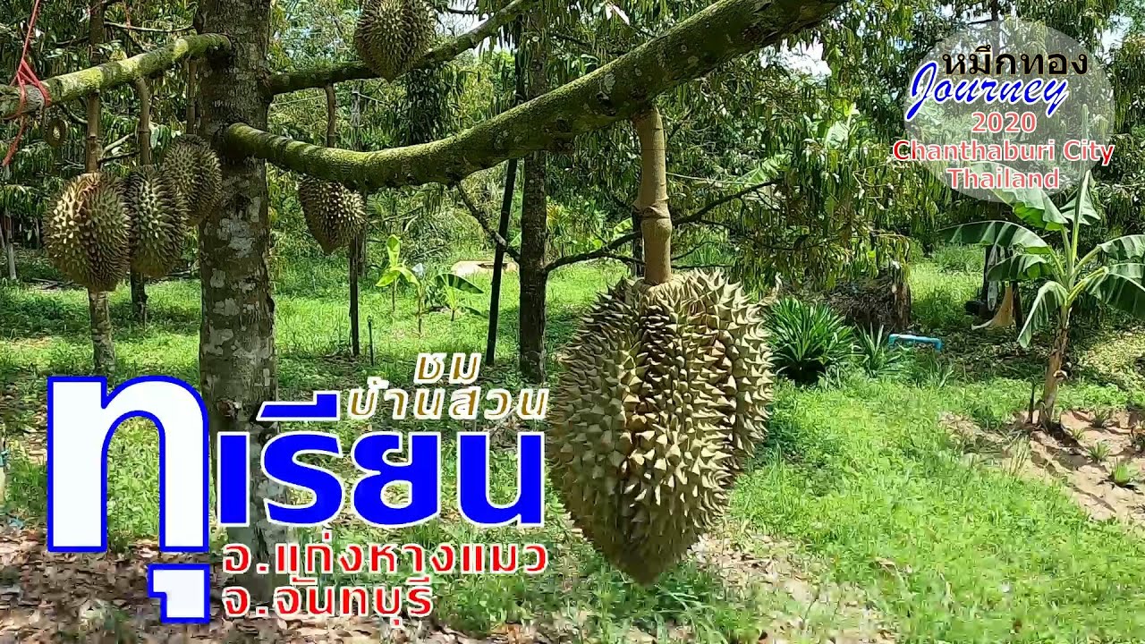 จันทบุรี 2563 - ชมบ้านสวนทุเรียน อ.แก่งหางแมว / Ban Suan Durian,Chanthaburi Province,TH