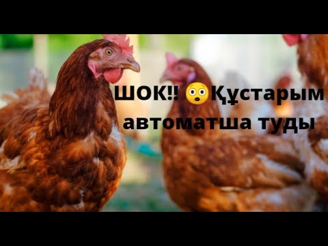 Бейне: Қай бөдене ең үлкен жұмыртқа салады?