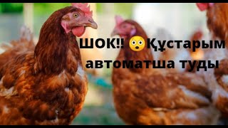 Менің құстарым 3 күнде неше жұмыртқа туды?? 🥚Мындай жұмыртқаны қай тауық туып жүр?