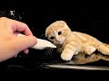 ささみを初めてを食べる子猫の反応が可愛すぎた...
