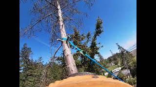 sending a dead grand fir top (rope assisted)