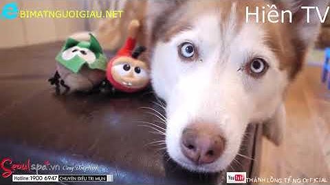 Thánh lồng tiếng-Tuyển tập lồng tiếng động vật P4 cười xĩu