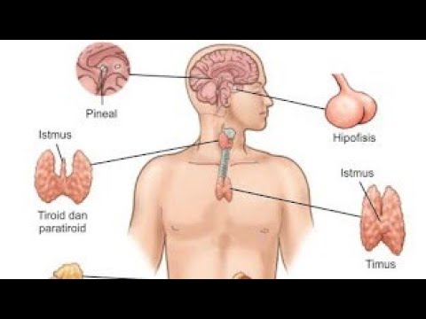 SISTEM ENDOKRIN (HORMON)