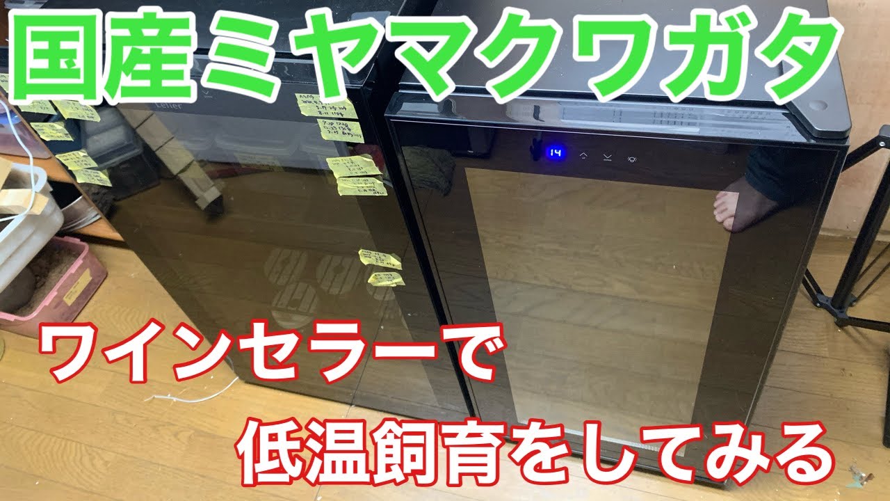 昆虫飼育用ワインセラーセット【引取り限定】 ワインセラーMB