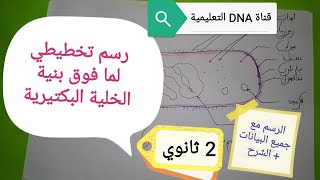 رسم تخطيطي للبكتيريا بالمجهر الالكتروني 2 ثانوي