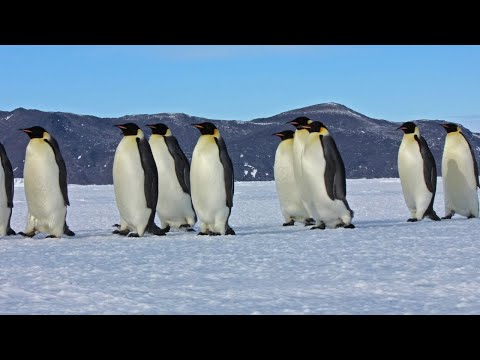 PINGUINOS EL EMPERADOR DOCUMENTALES NATURALEZA