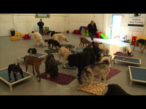 Doggy Daycare in Dublin, Ireland