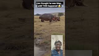 thought he was king… until THIS happened! Hippopotamus ended it 💀🔥#youtube #short#lion #hippo #duet