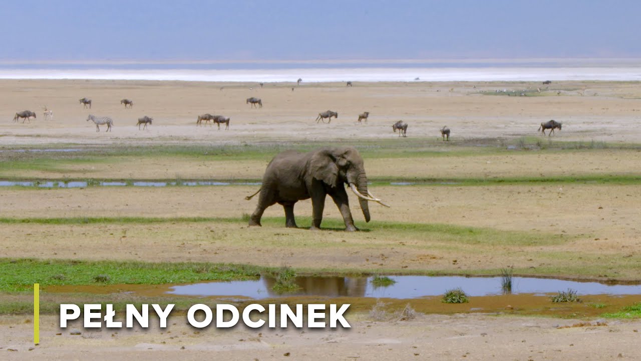 Jak Zwierzęta Przetrwały W Izolacji W Kraterze Ngorongoro | Dzikie Horyzonty Afryki 106
