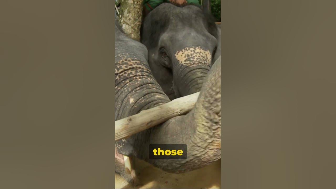 the-elephants-what-weighs-how-many-pounds-facts-youtube