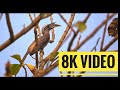 Nikon z8 handheld 8k with 180600mm lens hornbill  indian birds  indian wildlife