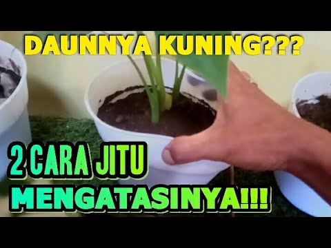 Video: Mengapa Daun Spathiphyllum Menguning?