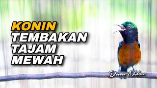MASTERAN AMPUH KOLIBRI NINJA GACOR FULL ISIAN MEWAH SUARA JERNIH COCOK UNTUK TEMBAKAN KONIN BAHAN