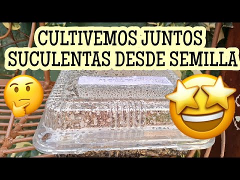 Video: Cultivo de suculentas a partir de semillas: aprenda sobre la propagación de semillas suculentas