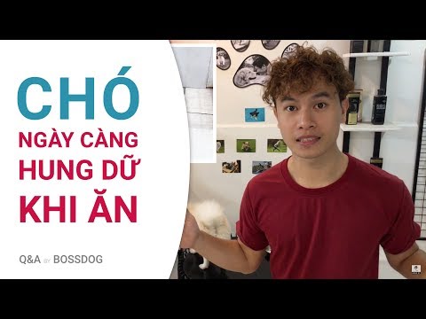 Video: Cách Ngăn Chó Gầm Gừ