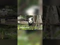 Pandas’ Wonderful Life In Autumn | iPanda #shorts