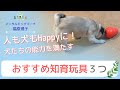 犬たちの能力を満たす♡おすすめ知育玩具３つ