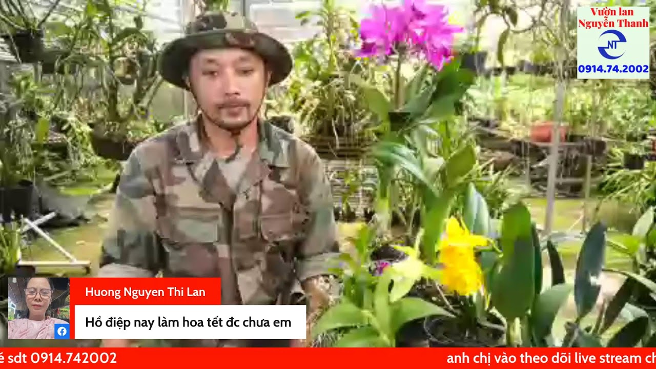 Bí quyết chăm lan cattleya ra hoa