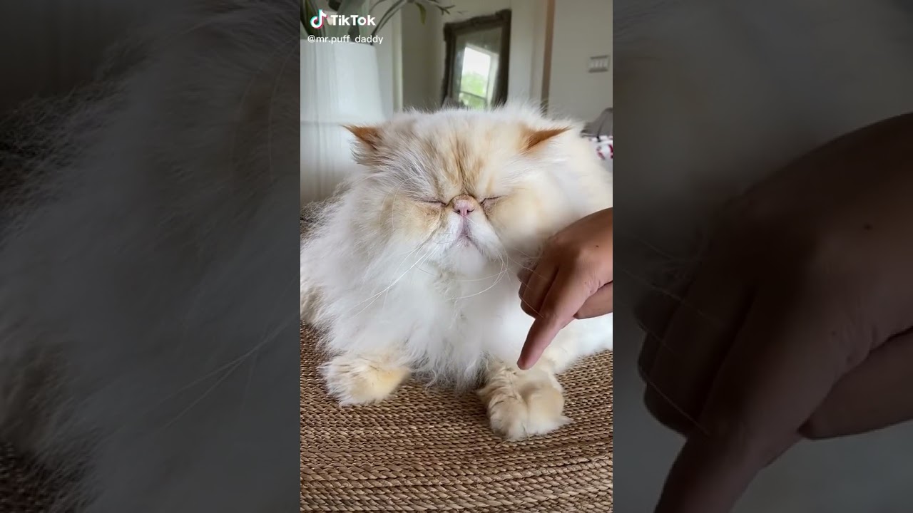 Annoyed cat 😾❤🐈 